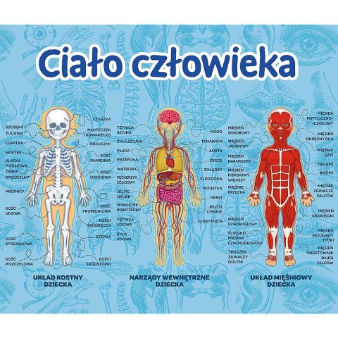 Gra edukacyjna Trefl Mistrz Wiedzy Ciało człowieka (01957)